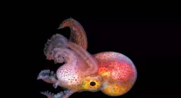 把墨西哥跟美國比，墨西哥算失敗國家，那世界上哪個國家不是失敗國家？