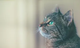 小貓咪怕熱嗎？小貓咪能夠忍受多少度的高溫？