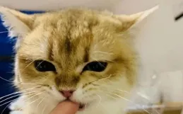 養貓久了才明白，當貓咪「輕咬」你，不是和你玩，而是在給你訊號