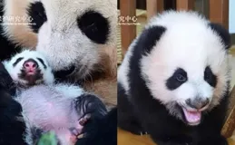 被女兒欺負只會生悶氣，8歲盼青生下24級大班長，白雪家的小口罩