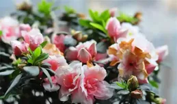 7種「坑人花」，好看壽命短，家養難成活，千萬別上當