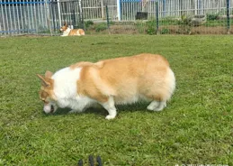 樂青市狗狗接食物訓練