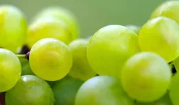 秋食酸，病不沾！趁著入冬前吃好這5種「酸食」，疾病邪氣難近身