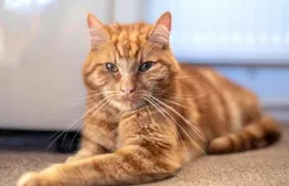 金虎斑貓：霸氣外露的貓咪之選