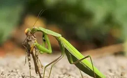 螳螂比蝗蟲還兇猛，為何蝗蟲能成災，螳螂卻不會？