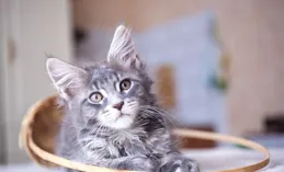 【貓咪打噴嚏會自愈嗎】