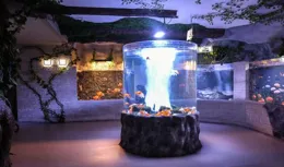 新手養魚秘籍：少養才是真的妙！