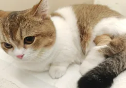 貓咪眼鼻分泌物與噴嚏：是皰疹病毒感染嗎？如何防治？