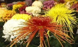 秀閣垂簾映日輝，十丈錦繡舞風微—十丈垂簾