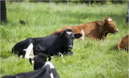 醜牛：你明天會收到6個讓你開心一輩子的好訊息，你能接住幾個！