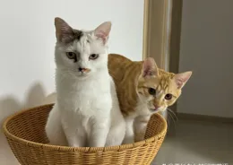 一個貓爬架，驗出兩只貓的江湖地位