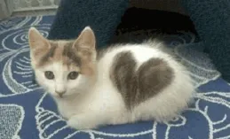 我想讓我的健康寵物貓安樂死，但我的理由是對的嗎？