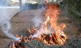 草木灰被譽為「天然有機肥」，養花該怎麽用算「對」？