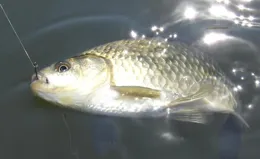 野釣！不要讓餌料霧化！餌料越霧化，你越釣不著、你釣的魚越慢！