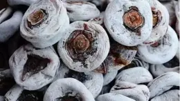 一個柿子五味藥，柿子究竟有哪些功效？