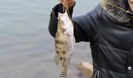 鱖魚路亞作釣的奇妙之旅