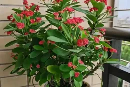 家養7種花，做夢都「笑醒」，每一種都是四季不斷的開花紅艷艷