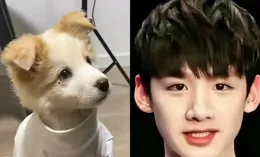 白狗與白敬亭撞名撞衫，綜藝大放異彩！