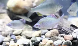 這些形態奇特的觀賞魚類，都飼養過哪些？