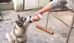 主人讓哈士奇幫忙拿廁紙，可看清楚二哈的表情後，他直接笑噴