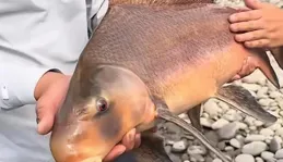 這條魚「管吃」5年！重慶男子釣獲胭脂魚，怕出事慌忙放生