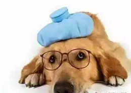 犬瘟規律性抽搐，在運動完疼得更厲害了