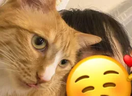 社牛/社恐貓排名揭曉，需要給貓咪練膽兒嗎？