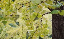 秋天來了，別穿白、米色了！2024年流行「濃郁色系」，高級又顯白