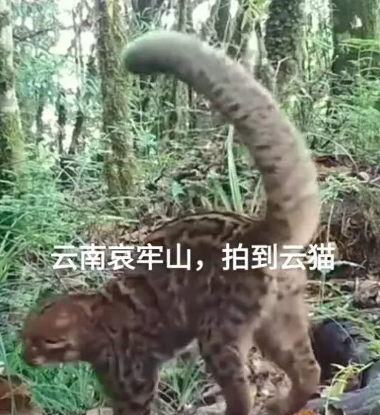 哀牢山拍到云猫,全身有豹纹,网友:狸猫,快来看你亲戚 - 法律 - 华文世界