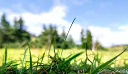 科學家首次拍到植物「對話」，視覺化呈現了植物之間的資訊交流