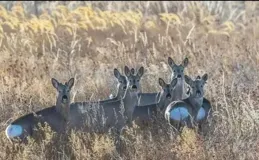 中國「顏值最高的10種野生動物」排名：大熊貓僅第3，第1沒爭議