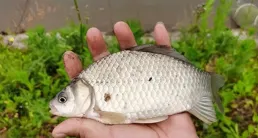 深秋鯽魚誘惑：打浮、釣底、跑鉛，哪個魚口最瘋狂？