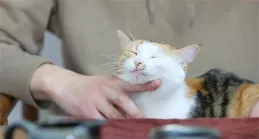 為什麽農村裏大娘，老漢養的土貓都讓親、讓摟的，而在城中養貓的年輕人手中卻「賤」貓頻出？