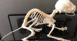 請問這是貓骨架嗎？可能解釋了之前床底的惡臭味，看到它我震驚了