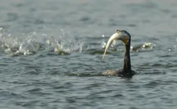 草魚秘境：解鎖自然水域垂釣的奧秘
