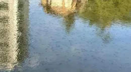 溫州一河道羅非魚泛濫，黑壓壓一大片，當地釣友：鯽魚都絕跡了