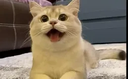 讓貓咪「快速」愛上你的5個動作，很多人竟然都不知道！親測有效