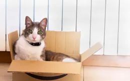 貓咪搬家應激竟如此可怕，教你輕松應對！