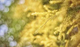 10首最美秋雨詩詞，雨落成詩，滴雨成畫，美到心醉