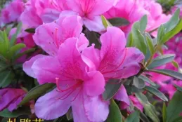 3種花是「醋壇子」，半月一杯醋，葉子濃綠，花苞咕嚕嚕冒！