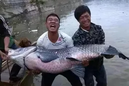 釣魚狂人！安徽男子捕獲150斤青魚，網友笑稱「養豬新方式」！