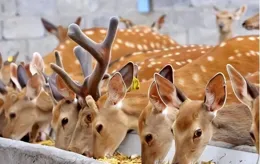 風靡古代的鹿肉，現在為什麽沒人吃了？養殖戶：3個缺點很難改變