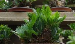 河北一位太太，在「客廳種大樹」，妥妥的視覺盛宴，那叫一個壯觀