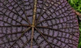 杭州西湖罕見一幕！老杭州都沒見過