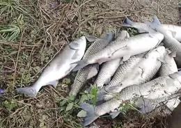 「茅山道士」所為！安徽河道驚現百斤鳡魚死屍，魚尾魚鉤惹怒網友