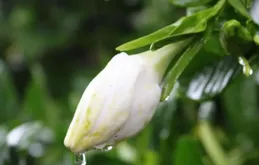 梔子花養護秘籍：如何精準把握澆水節奏，幾天一次剛剛好？