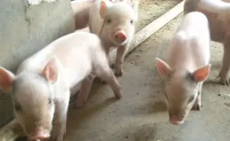 豬豬豬：25日~28日恐有令人「傷心」的事來襲。接