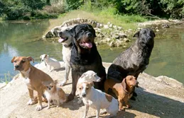 公認「通人性」的6種狗，養一只，它會守護你