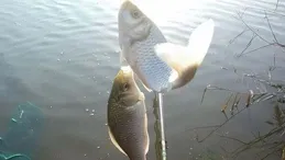 揭秘影響魚情的五大關鍵變化，讓你釣魚不再迷茫，輕松爆護