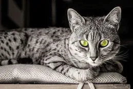 在人類歷史上，貓是因為什麽原因被馴化的呢？